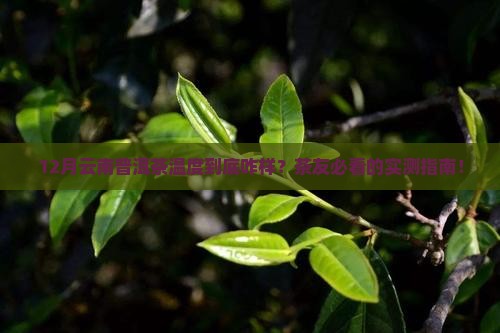云南普洱茶12月份温度
