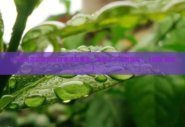 宫廷普洱茶有哪些特征