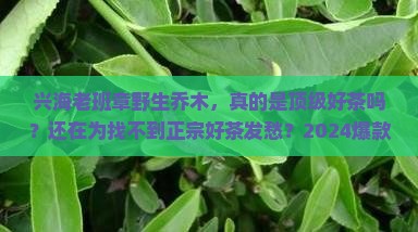兴海老班章野生乔木