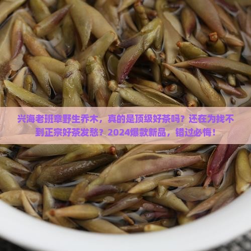 兴海老班章野生乔木