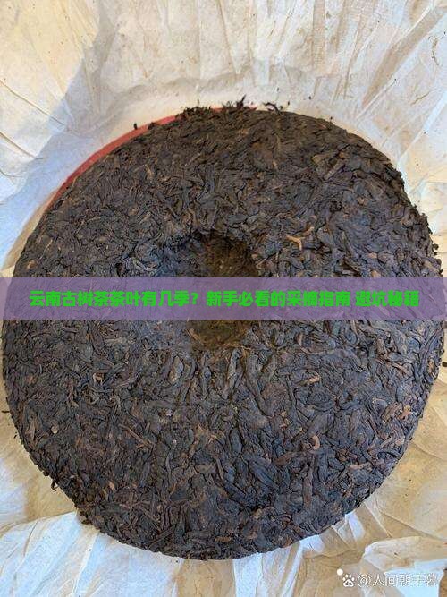 云南古树茶茶叶有几季 云南古树茶茶叶有几季
