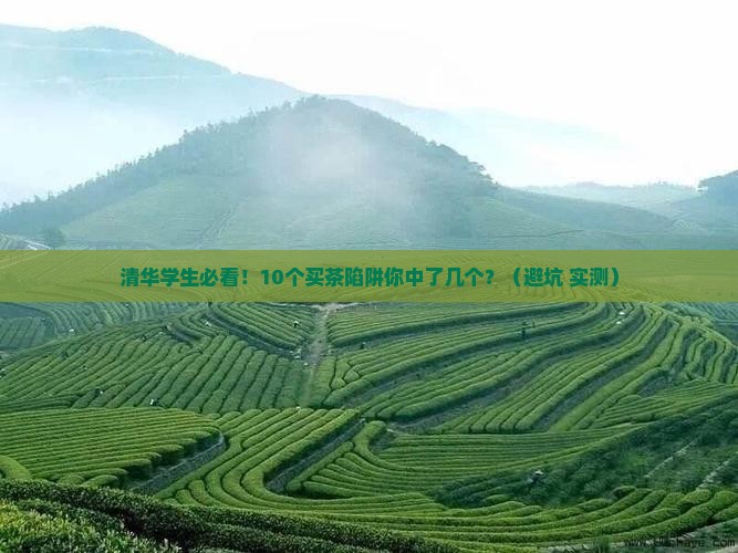 自清华茶叶价格