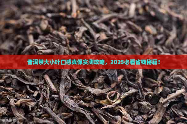 普洱茶大小叶口感特征