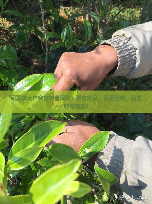 司贡坊大户赛古树普洱茶