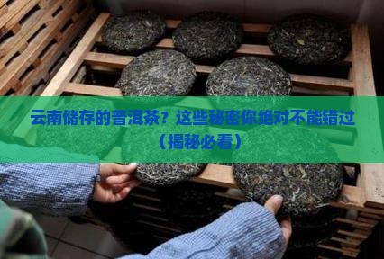 云南储存的普洱茶