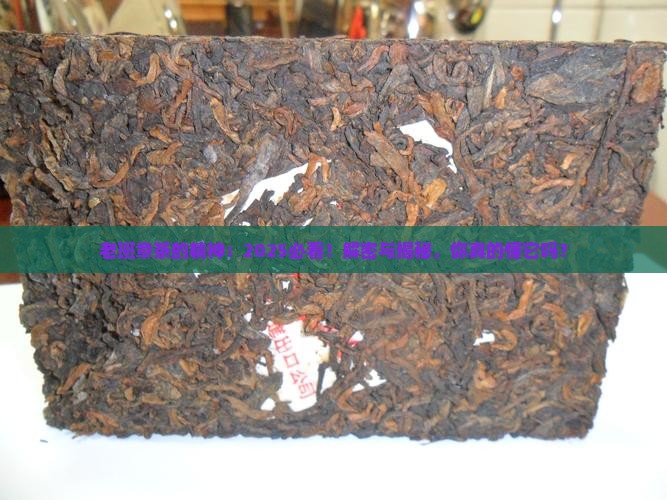 老班章茶的精神
