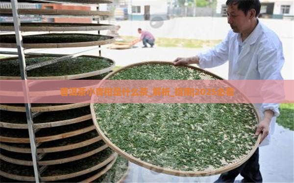 普洱茶小青柑是什么茶