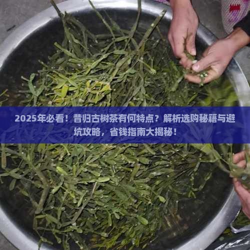 昔归古树茶有何特点
