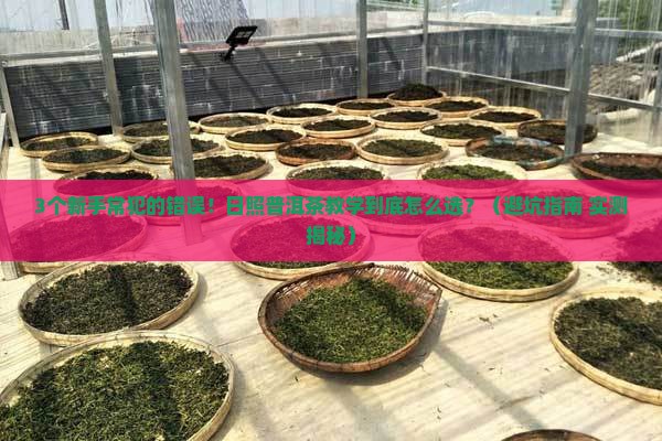 日照普洱茶教学