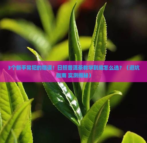日照普洱茶教学
