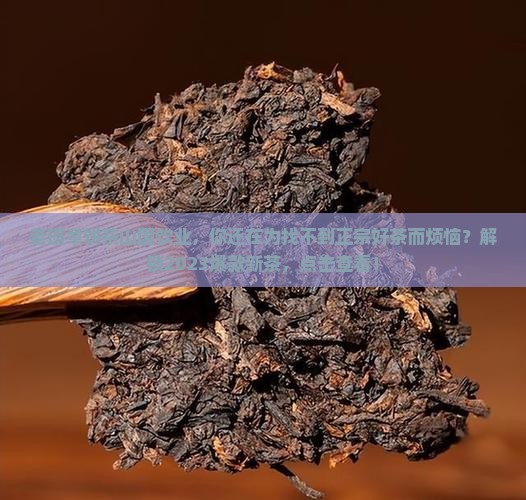 老班章饼茶山国饮业