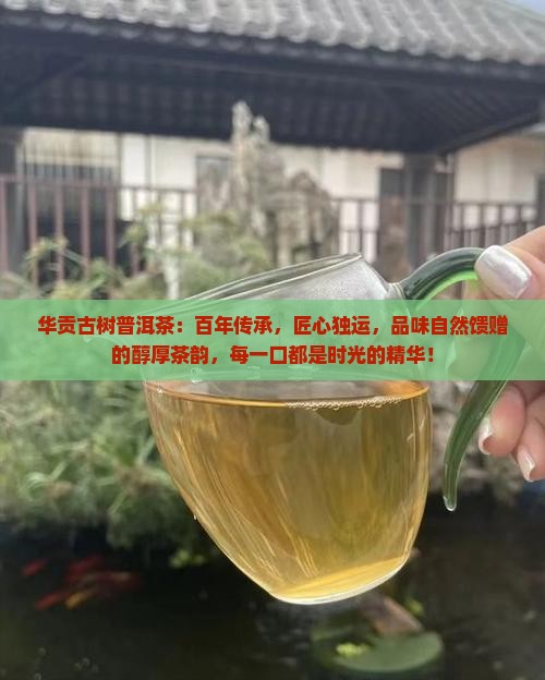 华贡古树普洱茶