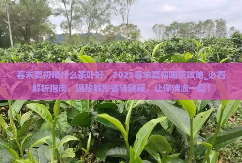 春末夏初喝什么茶叶好