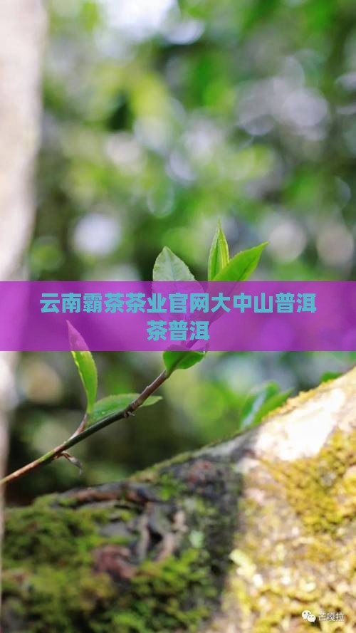 霸茶普洱官网大中山