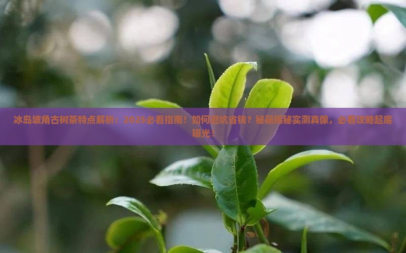 冰岛坡角古树茶特点
