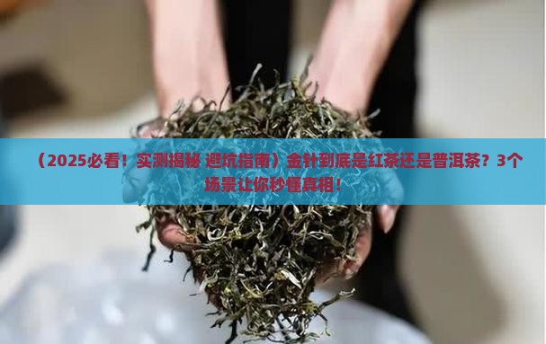 金针是红茶还是普洱茶