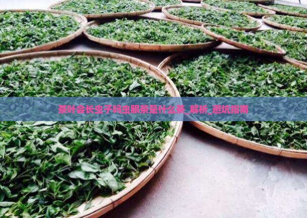茶叶会长虫子吗虫眼茶是什么茶