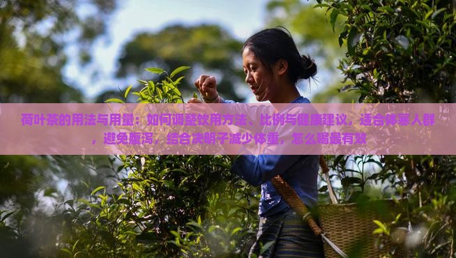 荷叶茶的用法与用量