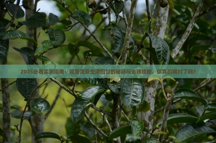 喝普洱茶生津回甘