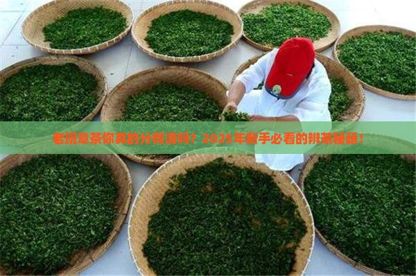 如何分辨老班章茶