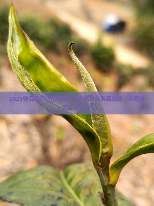 普洱茶昔归是哪里