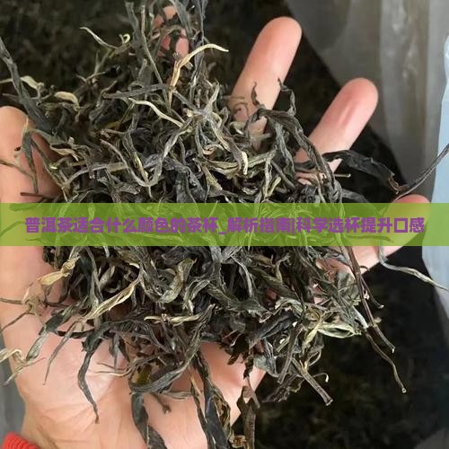 普洱茶适合什么颜色的茶杯