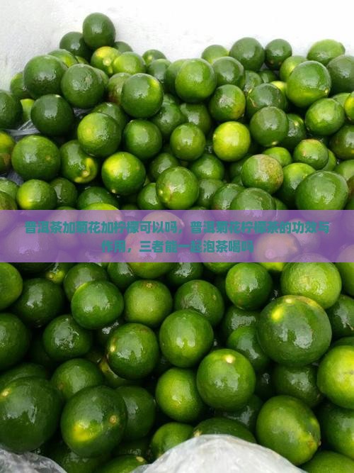 普洱茶加菊花加柠檬可以吗