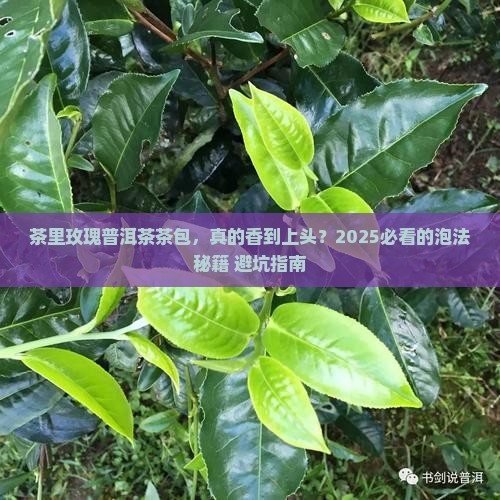 茶里玫瑰普洱茶茶包