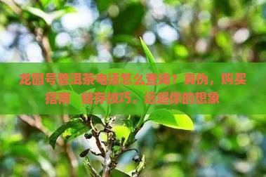 龙园号普洱茶电话