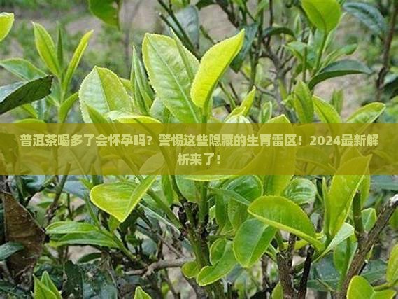 普洱茶喝多了会怀孕吗