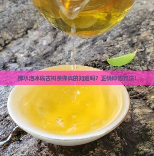沸水泡冰岛古树茶 沸水泡冰岛古树茶