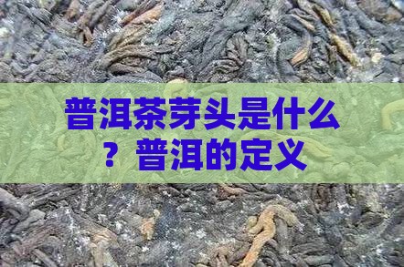 普洱茶芽头的定义