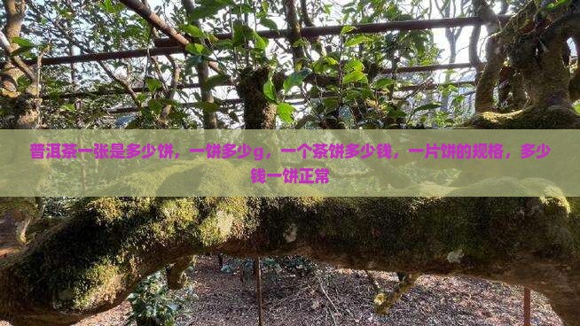 普洱茶一张是多少饼