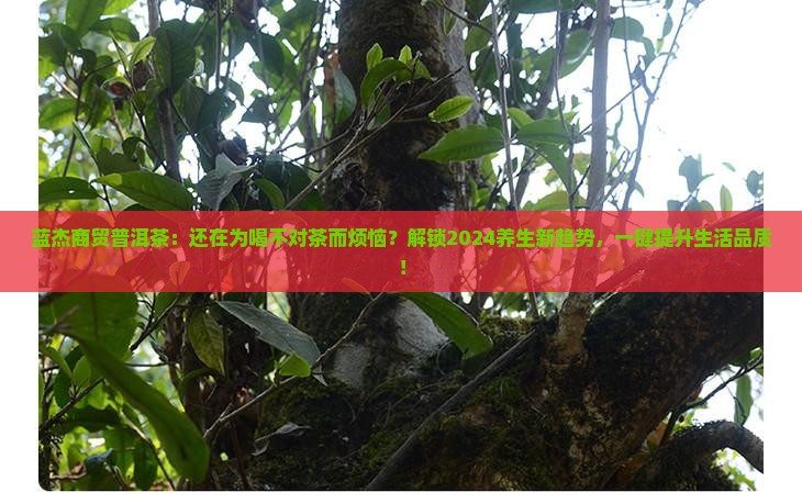 蓝杰商贸普洱茶