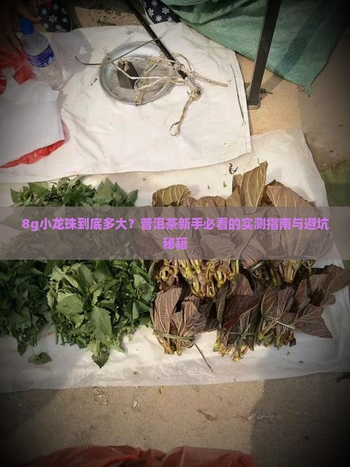 普洱茶8g小龙珠直径多大