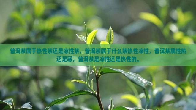 普洱茶属于热性茶还是凉性茶