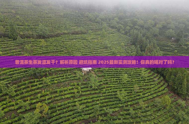 普洱茶生茶发涩发干