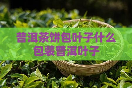 普洱茶饼包叶子什么