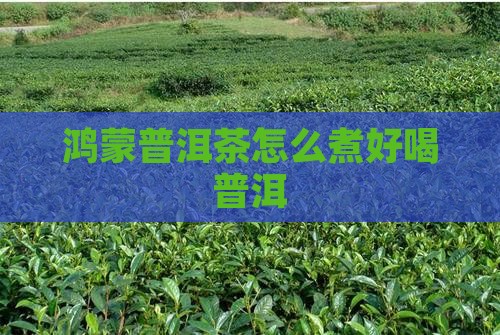 鸿蒙普洱茶怎么煮好喝
