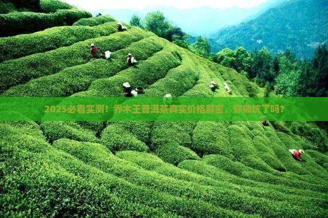 乔木王普洱茶多少一斤