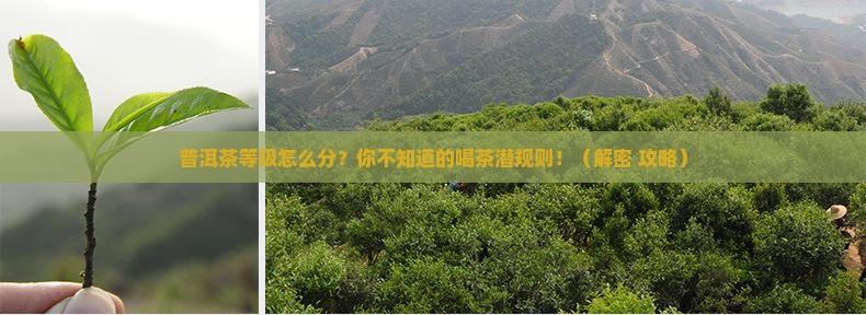 普洱茶怎么划分等级 普洱茶怎么划分等级