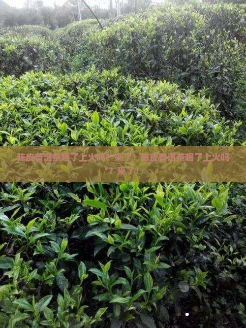 陈皮普洱茶喝了上火吗