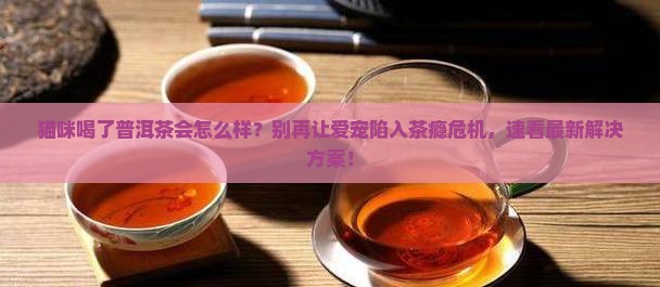 猫咪喝了普洱茶