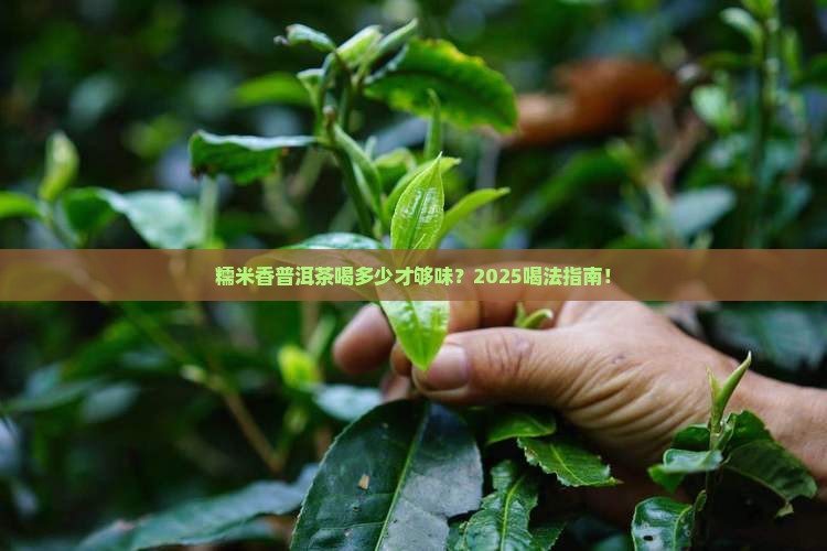 糯米香普洱茶喝多少量