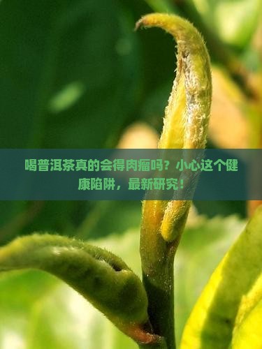 喝普洱茶得肉瘤的原因有哪些
