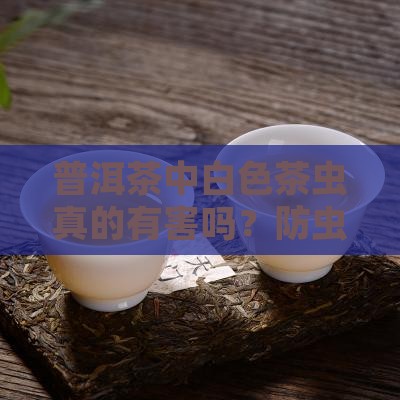 普洱茶中白色茶虫
