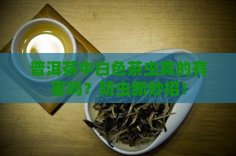 普洱茶中白色茶虫