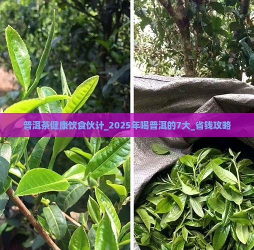 普洱茶健康饮食伙计