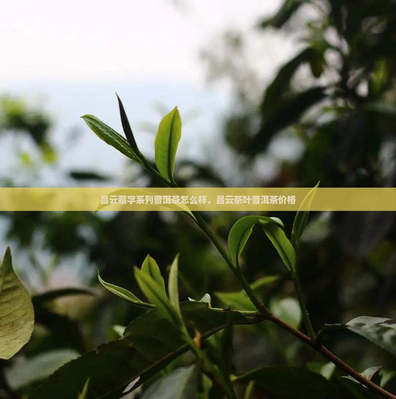 昌云藏字系列普洱茶