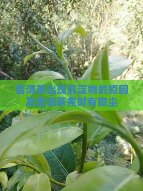 煮普洱茶有微尘